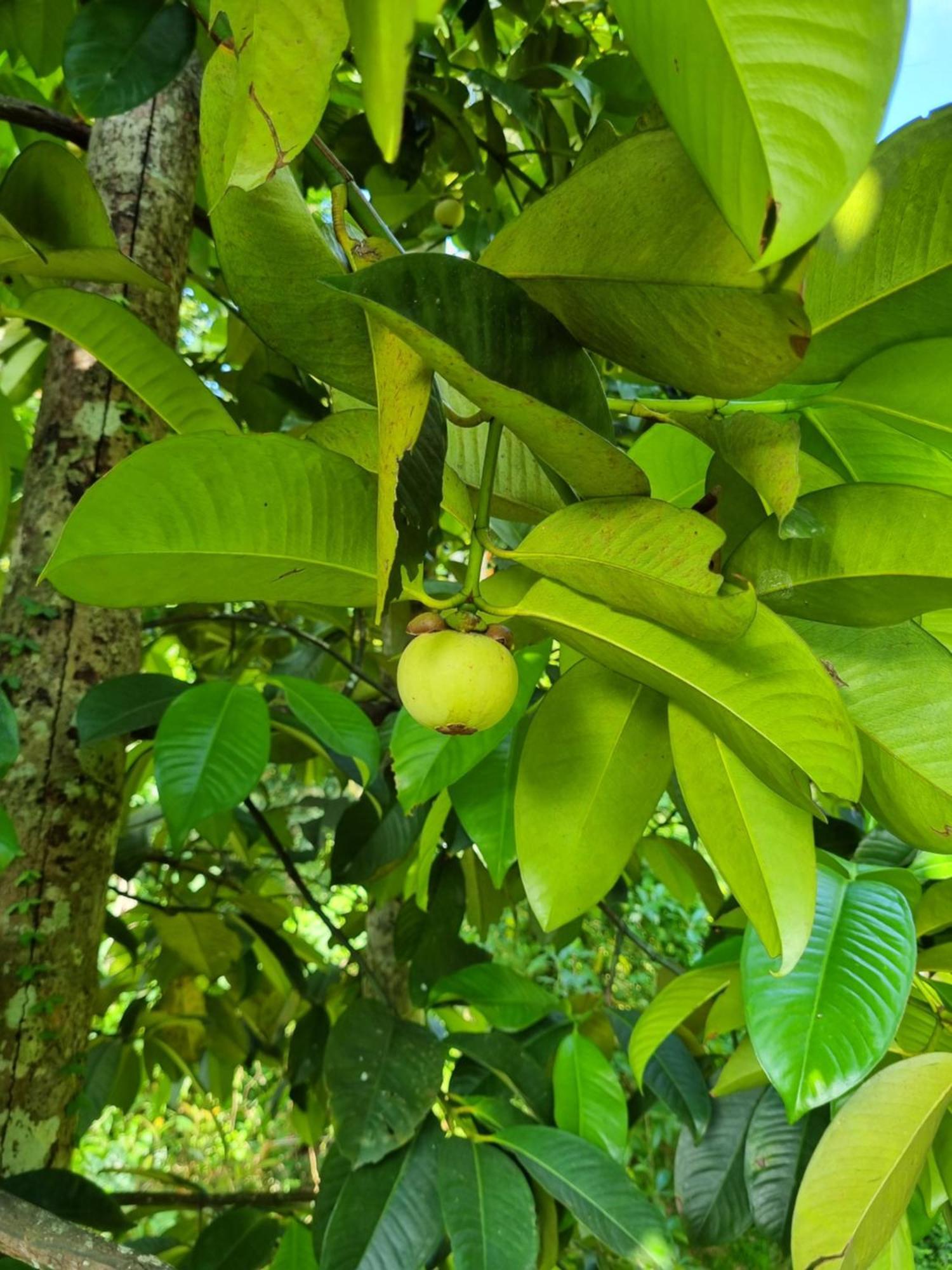 ホテル Squirrel'S Nest キャンディー エクステリア 写真